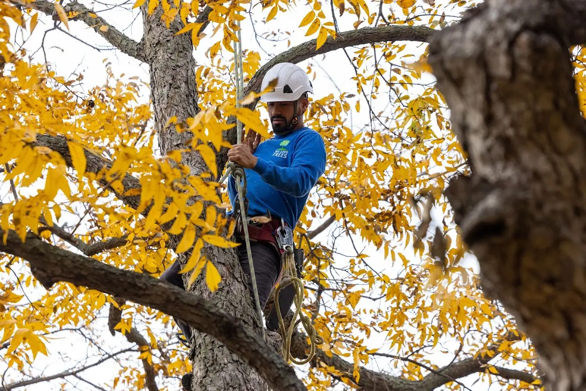 Skilled Tree Pruning crew working in New Berlin